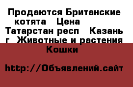 Продаются Британские котята › Цена ­ 3 500 - Татарстан респ., Казань г. Животные и растения » Кошки   